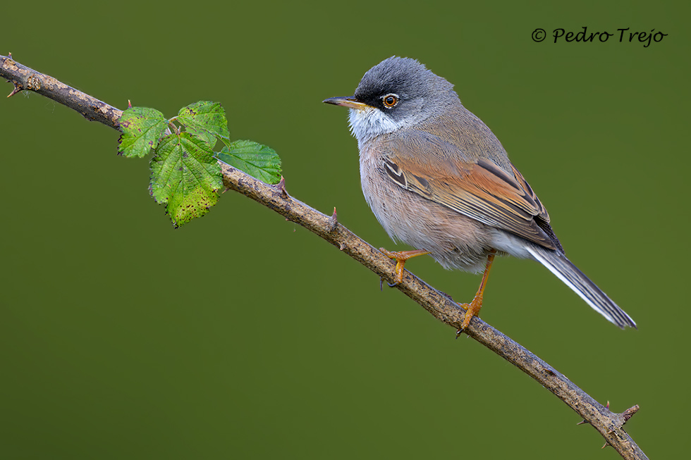 Curruca tomillera (Sylvia conspicillata)